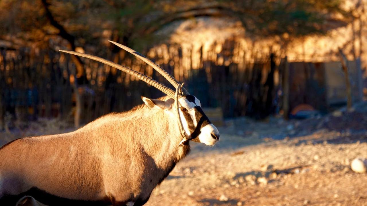 Agama Lodge Solitaire Dış mekan fotoğraf